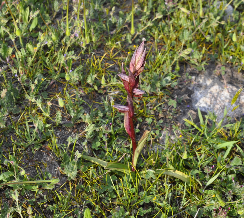 Image of Serapias bergonii specimen.