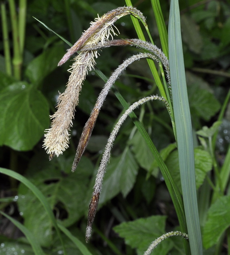 Image of Carex pendula specimen.