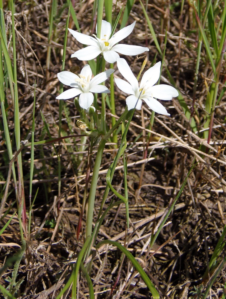 Image of Ornithogalum kochii specimen.