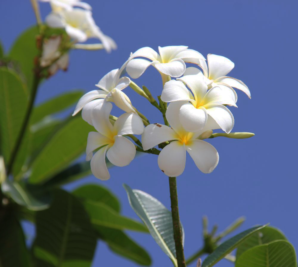 Изображение особи Plumeria obtusa.