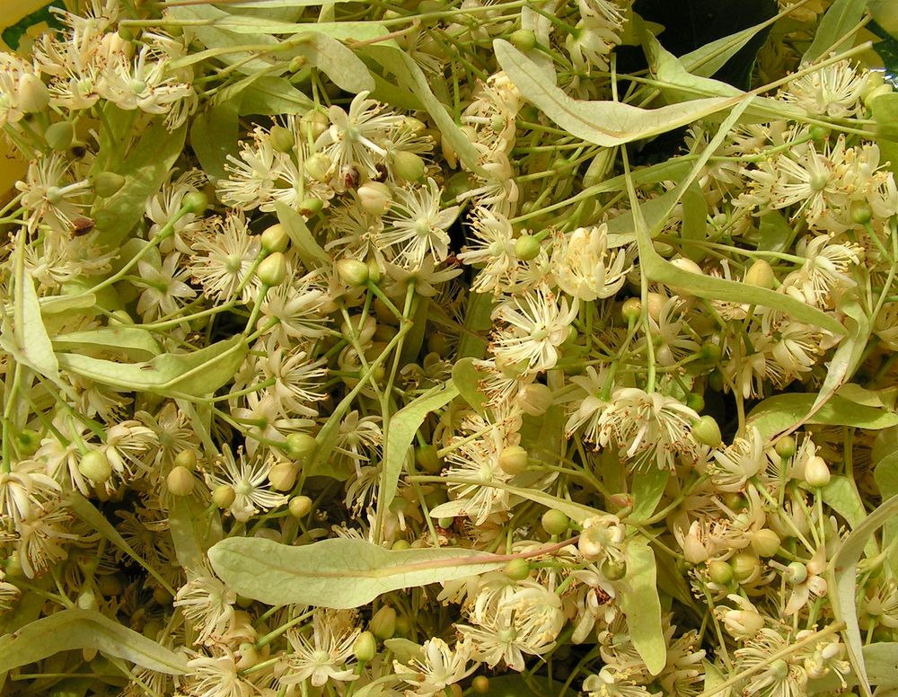 Image of Tilia taquetii specimen.