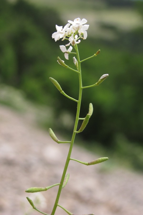 Image of Sobolewskia sibirica specimen.