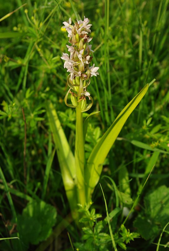 Image of Dactylorhiza incarnata specimen.