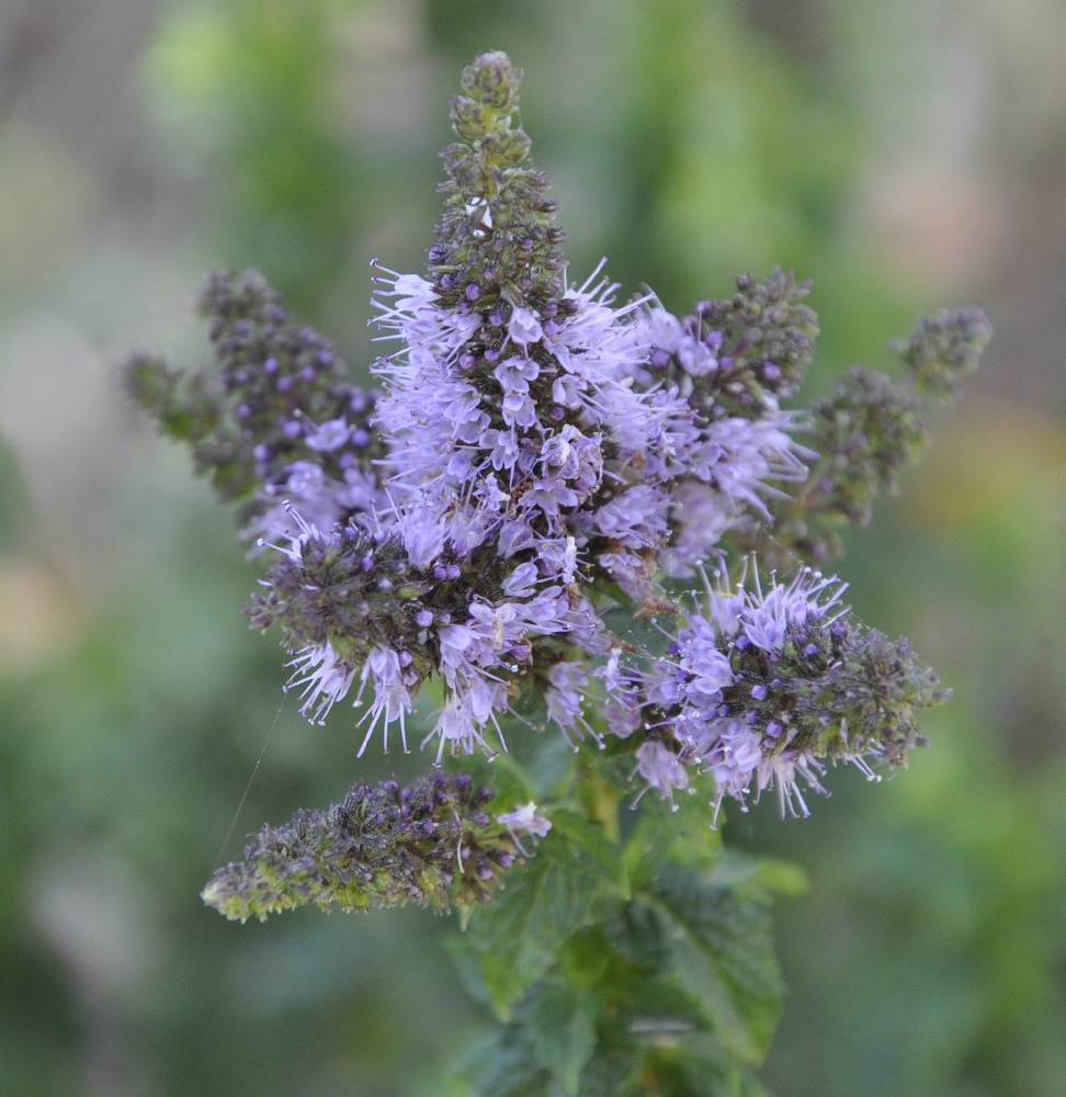 Image of Mentha × piperita specimen.