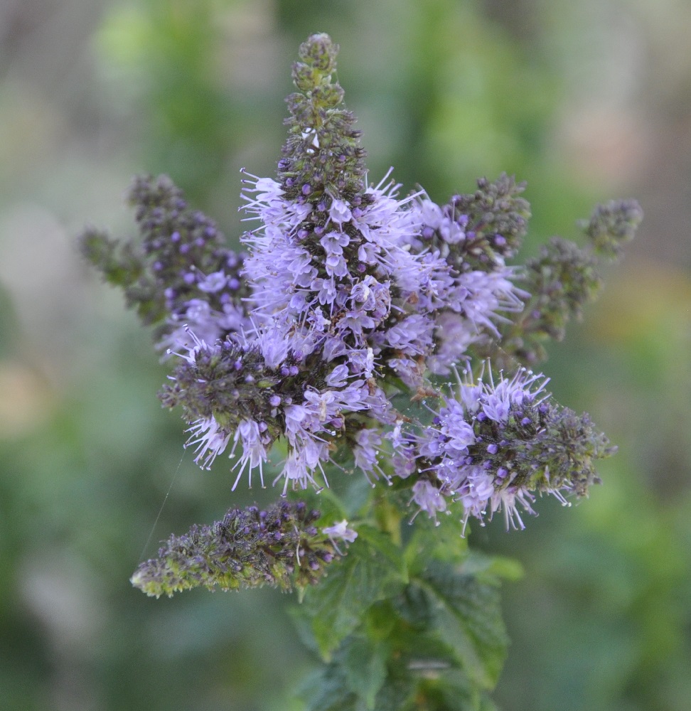 Image of Mentha &times; piperita specimen.