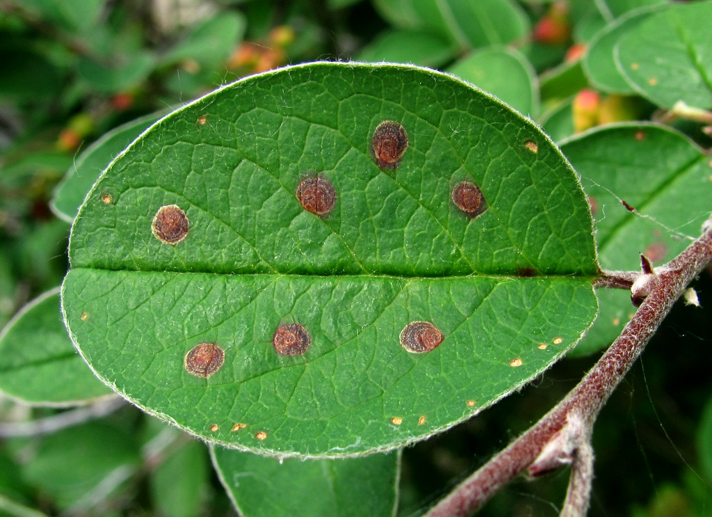 Image of Cotoneaster melanocarpus specimen.