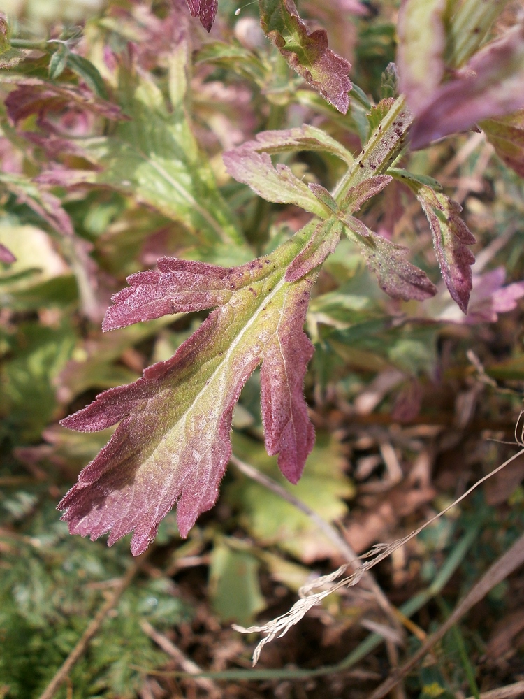 Изображение особи Verbena officinalis.