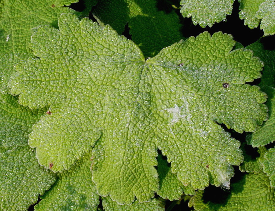 Image of Geranium renardii specimen.