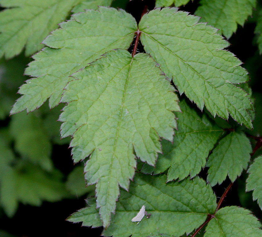 Изображение особи Astilbe chinensis var. davidii.