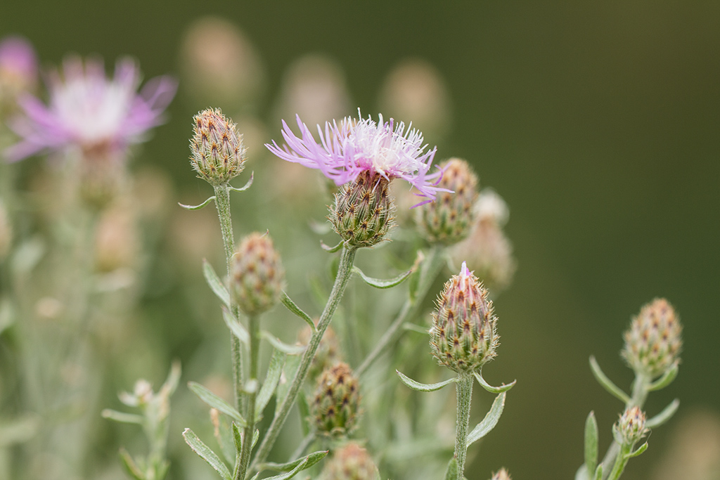 Изображение особи род Centaurea.