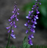 genus Vicia