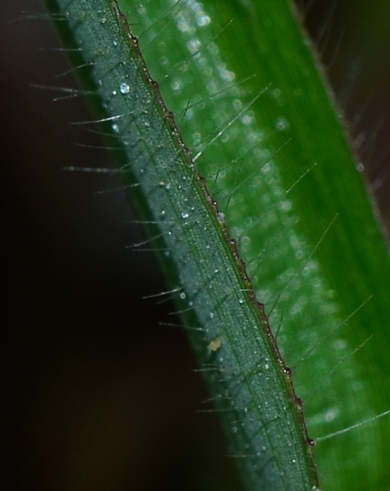 Image of Dactyloctenium aegyptium specimen.