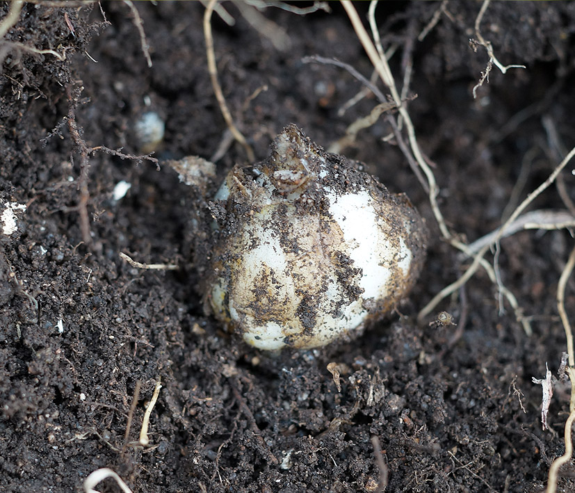 Image of genus Lilium specimen.