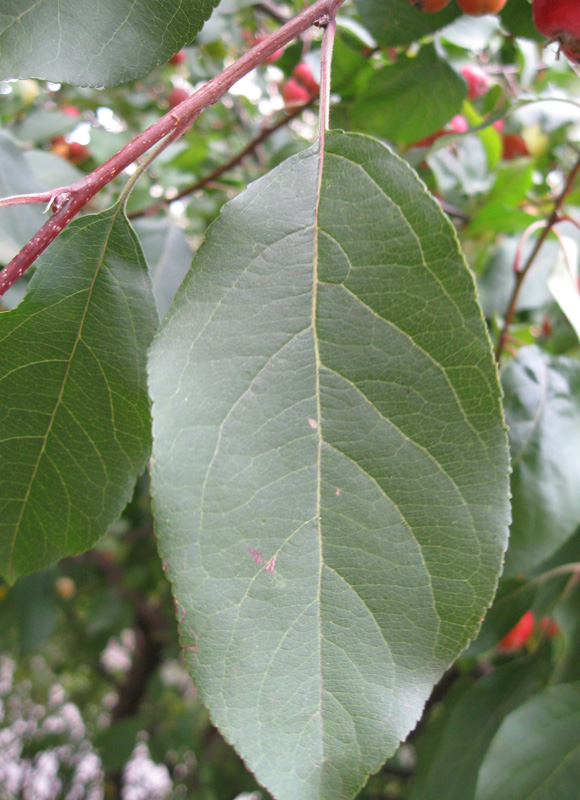 Image of Malus prunifolia specimen.