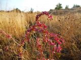 Atriplex sagittata