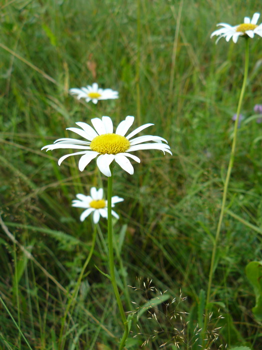 Image of Leucanthemum ircutianum specimen.