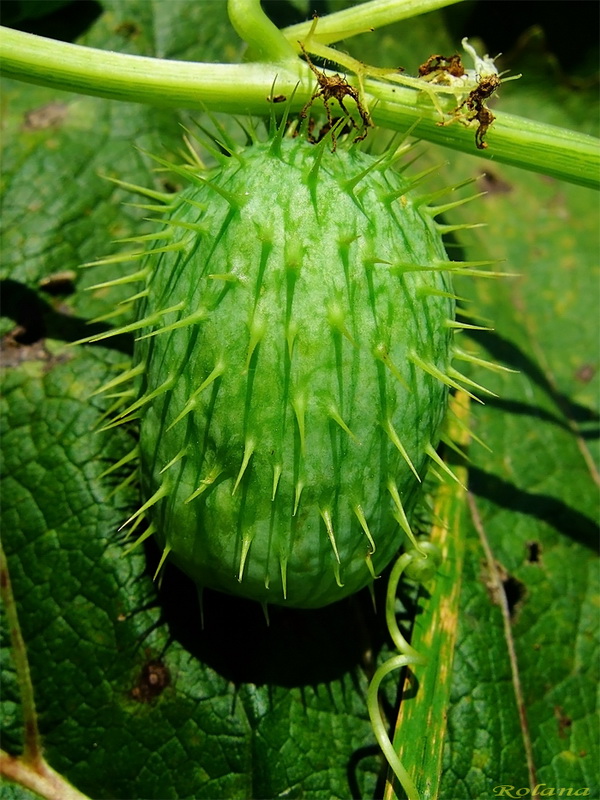 Image of Echinocystis lobata specimen.