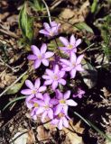 Hepatica nobilis