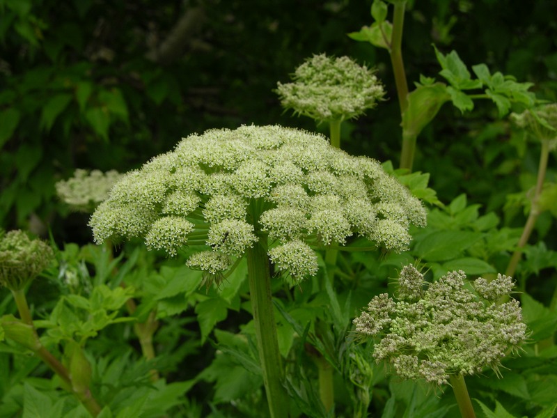 Изображение особи Coelopleurum gmelinii.