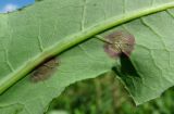 Sonchus arvensis. Часть листа с поражениями (вид снизу). Окр. Архангельска, свалка древесных отходов. 01.05.2015.