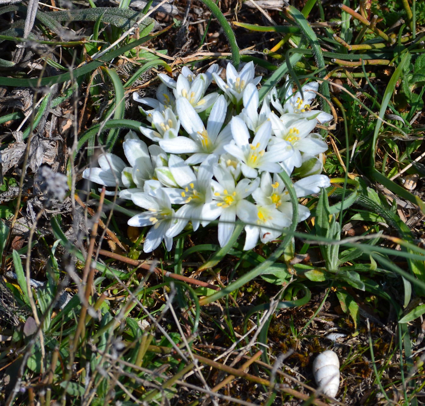 Image of Ornithogalum fimbriatum specimen.