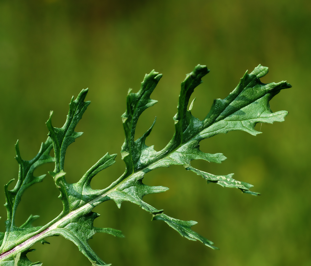 Изображение особи Senecio jacobaea.