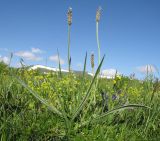 Plantago atrata. Цветущее растение. Адыгея, Кавказский биосферный заповедник, хр. Каменное Море, ≈ 2000 м н.у.м., субальпийский луг. 13.06.2015.