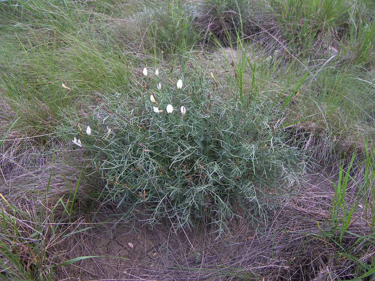 Изображение особи Astragalus pseudotataricus.