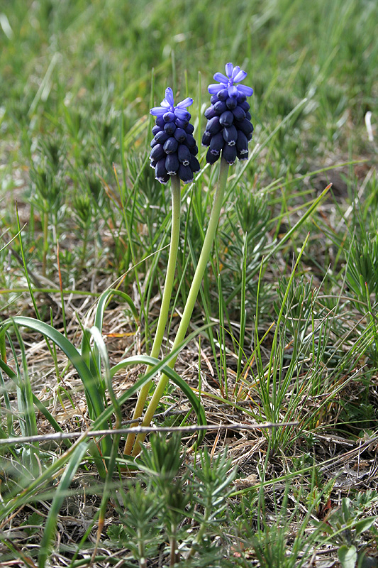 Image of Muscari neglectum specimen.