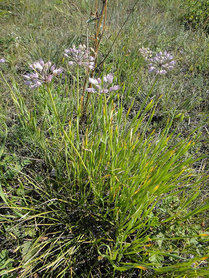 Image of Allium senescens specimen.