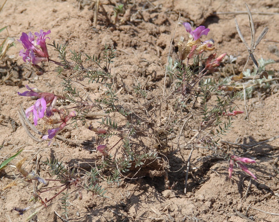 Изображение особи Astragalus angarensis.