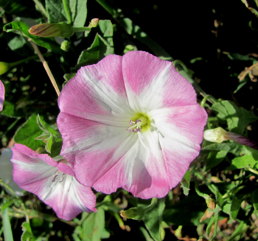 Image of Convolvulus arvensis specimen.