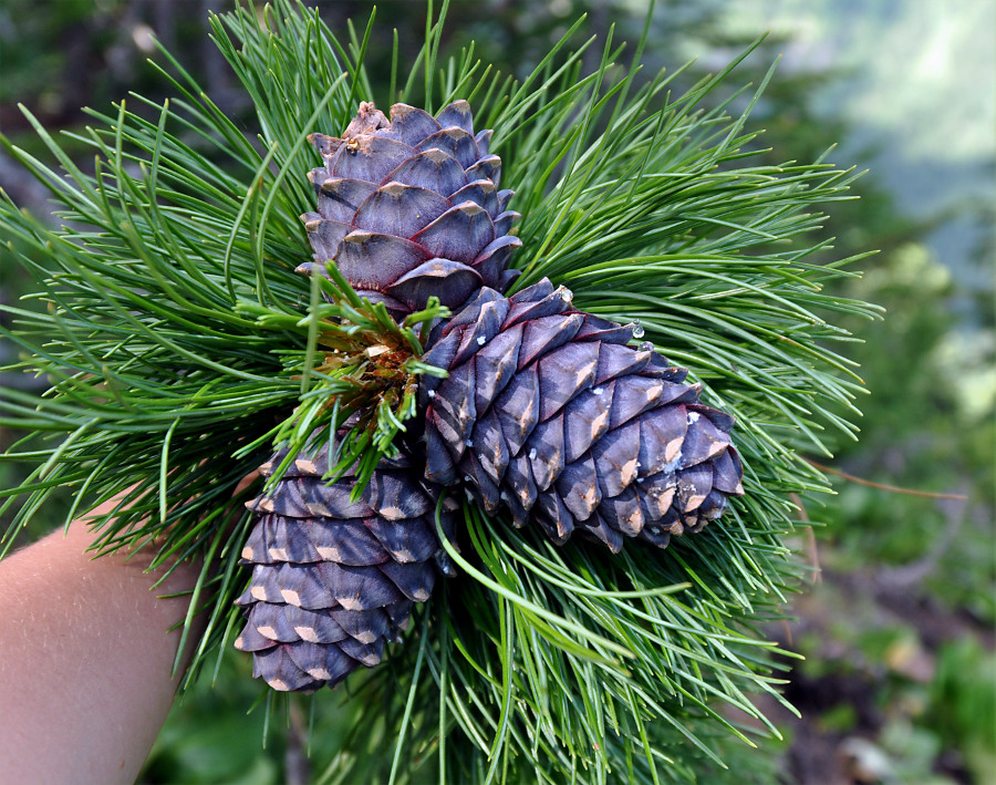 Image of Pinus sibirica specimen.