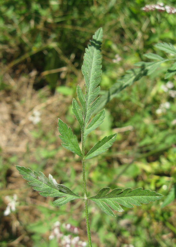 Изображение особи Torilis arvensis.