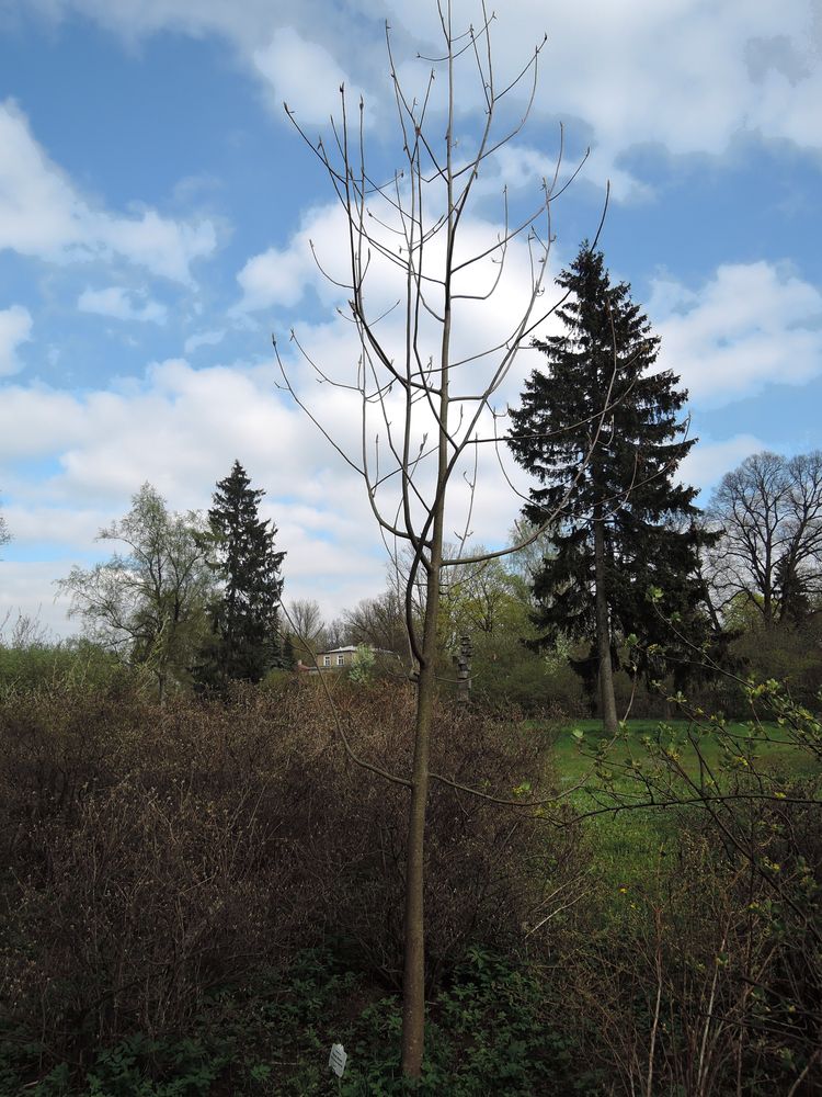 Image of Magnolia hypoleuca specimen.