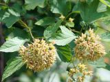 Physocarpus opulifolius. Верхушка побега с соплодиями. Ленинградская обл., Волхов, Волховский пр., газон. 25.06.2013.