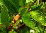 Смотреть изображение Viburnum farreri