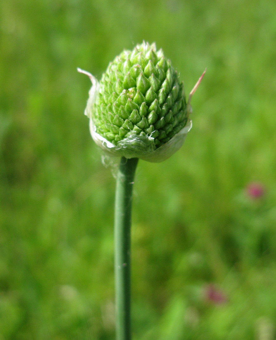 Изображение особи Allium sphaerocephalon.