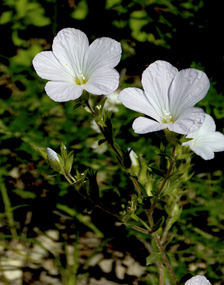 Image of Linum lanuginosum specimen.