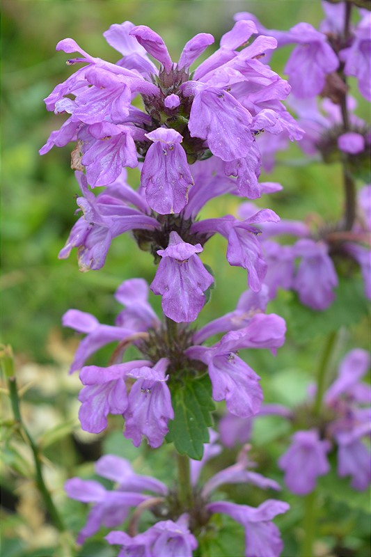 Image of Betonica macrantha specimen.