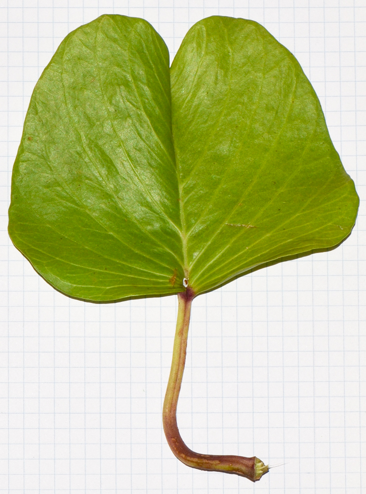 Image of Ipomoea pes-caprae specimen.