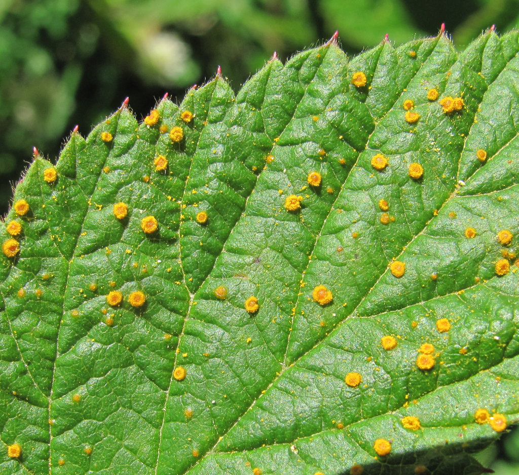 Image of Rubus idaeus specimen.