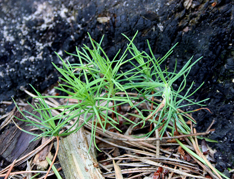 Изображение особи Pinus sylvestris.