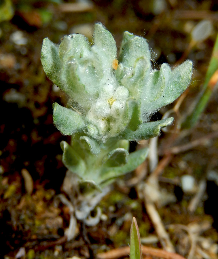 Изображение особи Bombycilaena erecta.