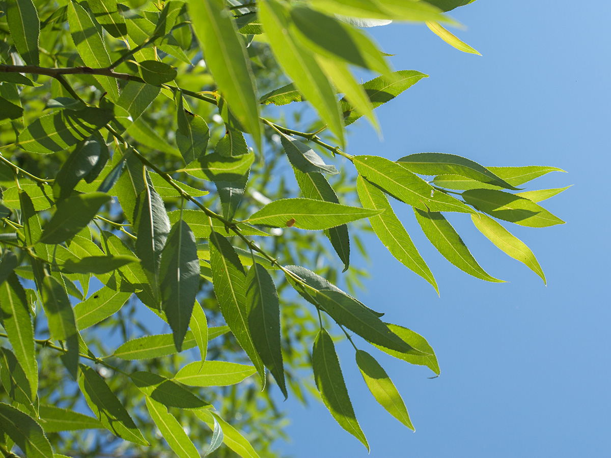 Image of Salix euxina specimen.