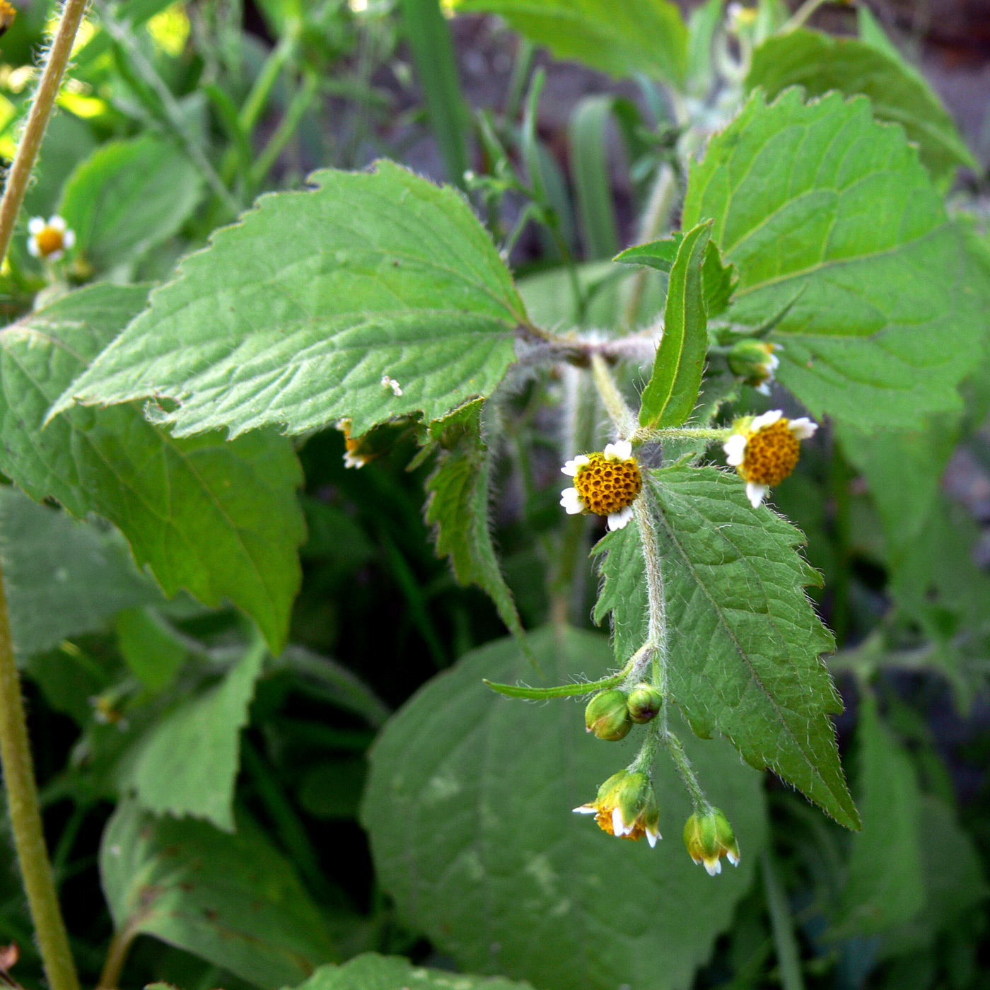 Image of Galinsoga quadriradiata specimen.