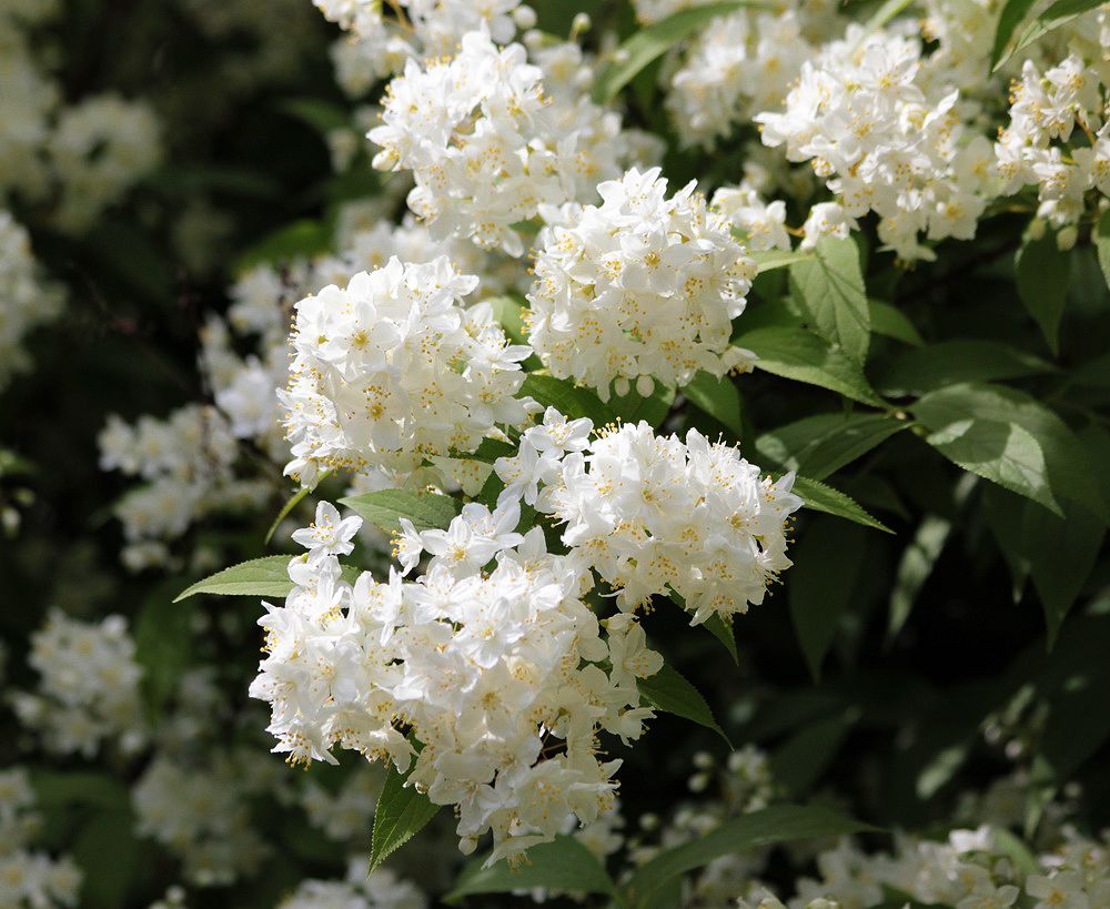 Изображение особи род Deutzia.