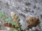 Ceterach officinarum. Вайи (вид снизу). Абхазия, Гудаутский р-н, г. Новый Афон, набережная, на стене. 19 августа 2009 г.