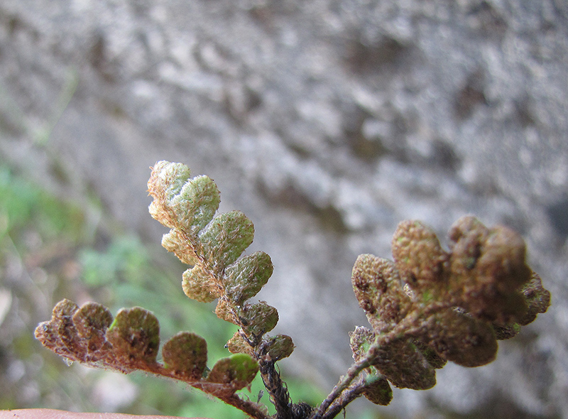 Image of Ceterach officinarum specimen.