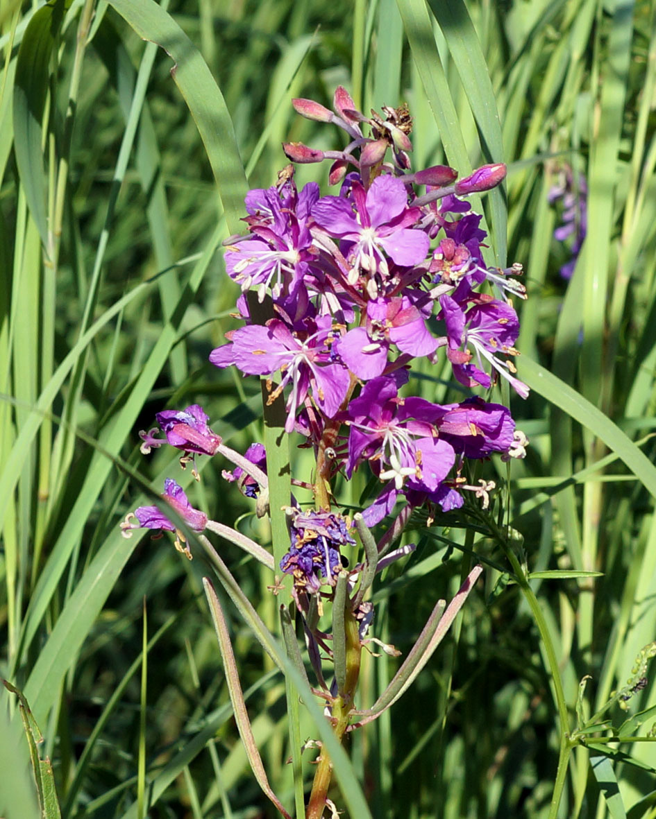 Image of Chamaenerion angustifolium specimen.